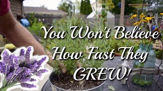 How to grow Lavender Cuttings  THE RESULTS [upl. by Otnicaj199]