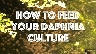 How To Feed Your Daphnia Culture [upl. by Katleen]