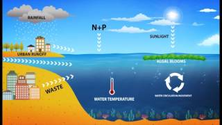 Harmful Algal Blooms HAB [upl. by Neehcas]