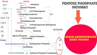 Pentose Phosphate Pathway  Hexose monophosphate shunt pathway [upl. by Arimihc]