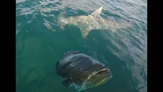 Giant Hammerhead Shark and Goliath Grouper Action [upl. by Wanyen342]