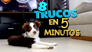 8 Trucos de Perros EN 5 MINUTOS  MartGon [upl. by Janela]