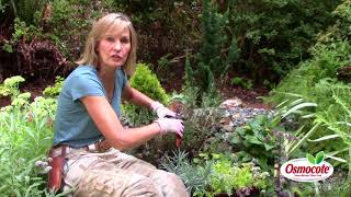 The Secret to Pruning Lavender [upl. by Snoddy]