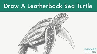 Draw a Leatherback Sea Turtle [upl. by Naenaj]