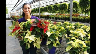 Poinsettia Care  Tips amp Tricks [upl. by Airamak503]