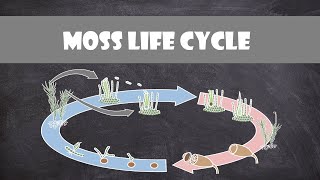 Moss Life Cycle Bryophyte  Plant Biology [upl. by Navad]