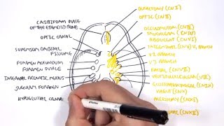 Anatomy  Cranial Nerves and the Skull [upl. by Rosse660]