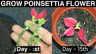 How to Grow Poinsettia Plant  Grow Poinsettia From Cuttings [upl. by Drusilla96]