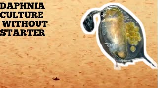 HOW TO CULTURE DAPHNIA NATURALLY WITHOUT A STARTER [upl. by Elinet190]