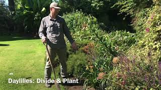 How to Divide and Plant Daylilies [upl. by Amado186]