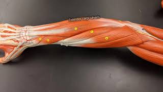 Muscles of the Forearm [upl. by Albert234]