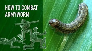 How To Combat Armyworm in Your Lawn [upl. by Aletsirc]