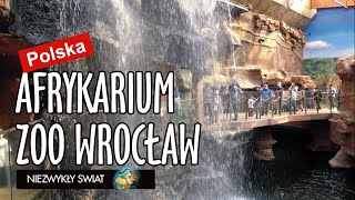 Niezwykly Swiat  Polska  Zoo Wrocław  Afrykarium [upl. by Eisserc910]