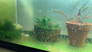 Daphnia Culturing Snails or no snails [upl. by Parthena]