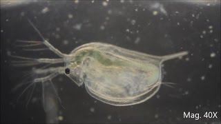 Daphnia magna under the Microscope [upl. by Siver]