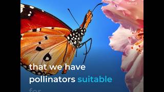 Pollinators our allies against climate change [upl. by Snider244]