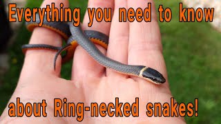 Everything you need to know about Ringnecked snakes Diadophis punctuatus [upl. by Mace]