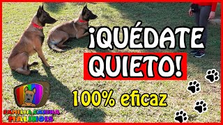 ENSEÑAR a un PERRO el QUIETO FÁCIL y EFECTIVO  Adiestramiento Canino en Obediencia [upl. by Klina917]