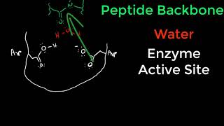 Protease Mechanisms [upl. by Jaquelin]