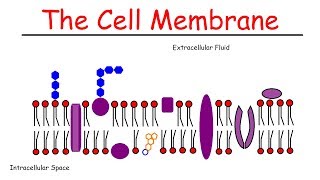 The Cell Membrane [upl. by Tolman748]