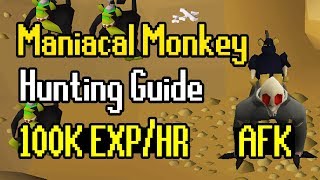 Maniacal Monkey Hunting Guide  AFK Hunter Method  100K ExpHr [upl. by Nnasus]