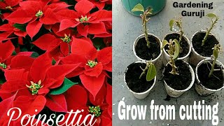 winter plant poinsettia grow from cutting [upl. by Betsey848]