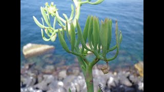 Crithmum Maritimumfinocchio di mare pianta naturale importante [upl. by Volney]