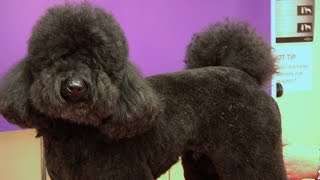 Miniature Poodle  Teddy Trim Grooming Guide  Pro Groomer [upl. by Moffat721]