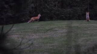 Red Fox Barking [upl. by Diskin]