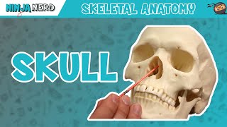 Skull Anatomy  Older Version [upl. by Aihseit]