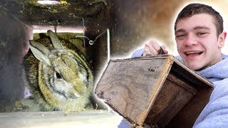 I Trapped Rabbits in Homemade Trap [upl. by Maris85]