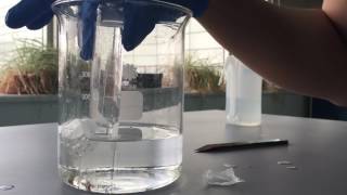 Magnesium and Hydrochloric Acid Lab [upl. by Tteltrab]