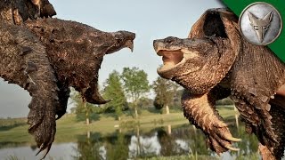 Alligator Snapping Turtle vs Common Snapping Turtle [upl. by Schwing]