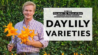 Daylily Varieties [upl. by Colwell]