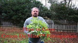 How to grow Cream De Mint™ Pittosporum Dwarf Mock Orange with a detailed description [upl. by Katlaps]