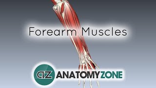 Forearm Muscles Part 1  Anterior Flexor Compartment  Anatomy Tutorial [upl. by Eenram]