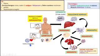 MALARIA PUNTOS CLAVES [upl. by Odilia]