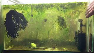 Scuds Daphnia Cherry Shrimp Copepods My aquatic food culture [upl. by Anirba]