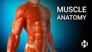 Anatomy of Human Muscles [upl. by Oakman]