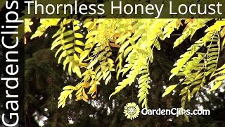 Thornless Honey Locust  Gleditsia Inermis  Growing Honey Locust [upl. by Edme577]