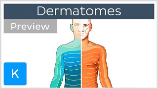 Dermatomes made easy preview  Human Anatomy  Kenhub [upl. by Schulein30]