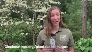 Plant for Pollinators Challenge  Cincinnati Zoo [upl. by Garson]