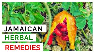 JAMAICAN HERBAL REMEDIES AND THEIR USES [upl. by Nelly]