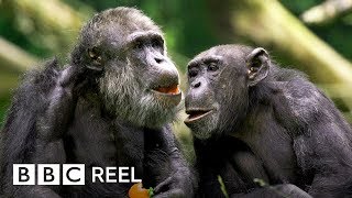 Chimpanzees are ‘just like us’  BBC REEL [upl. by Hodges]