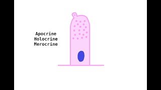 Apocrine Holocrine Merocrine glands [upl. by Teddy143]