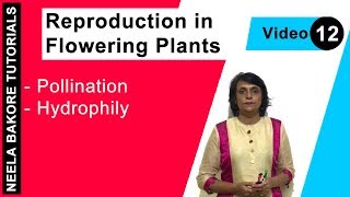 Reproduction in Flowering Plants  NEET  Pollination  Hydrophily  Neela Bakore Tutorials [upl. by Nerrawed]