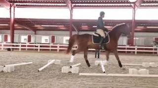 Cavaletti Training for the Dressage Horse [upl. by Gorden]