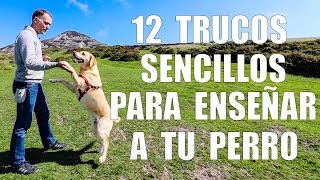 Adiestramiento Canino  12 TRUCOS para Enseñar a tu Perro [upl. by Castillo]