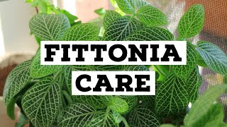 How to care for Fittonia  Nerve plant care [upl. by Kcired255]