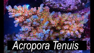 The Easiest Acropora  Acropora Tenuis [upl. by Casie]